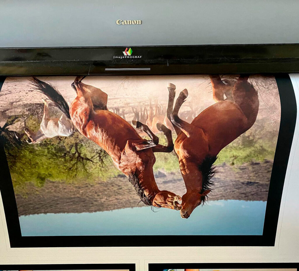 Fine art reproduction on archival canvas of two horses playing.  Museum quality printing of limited edition prints.